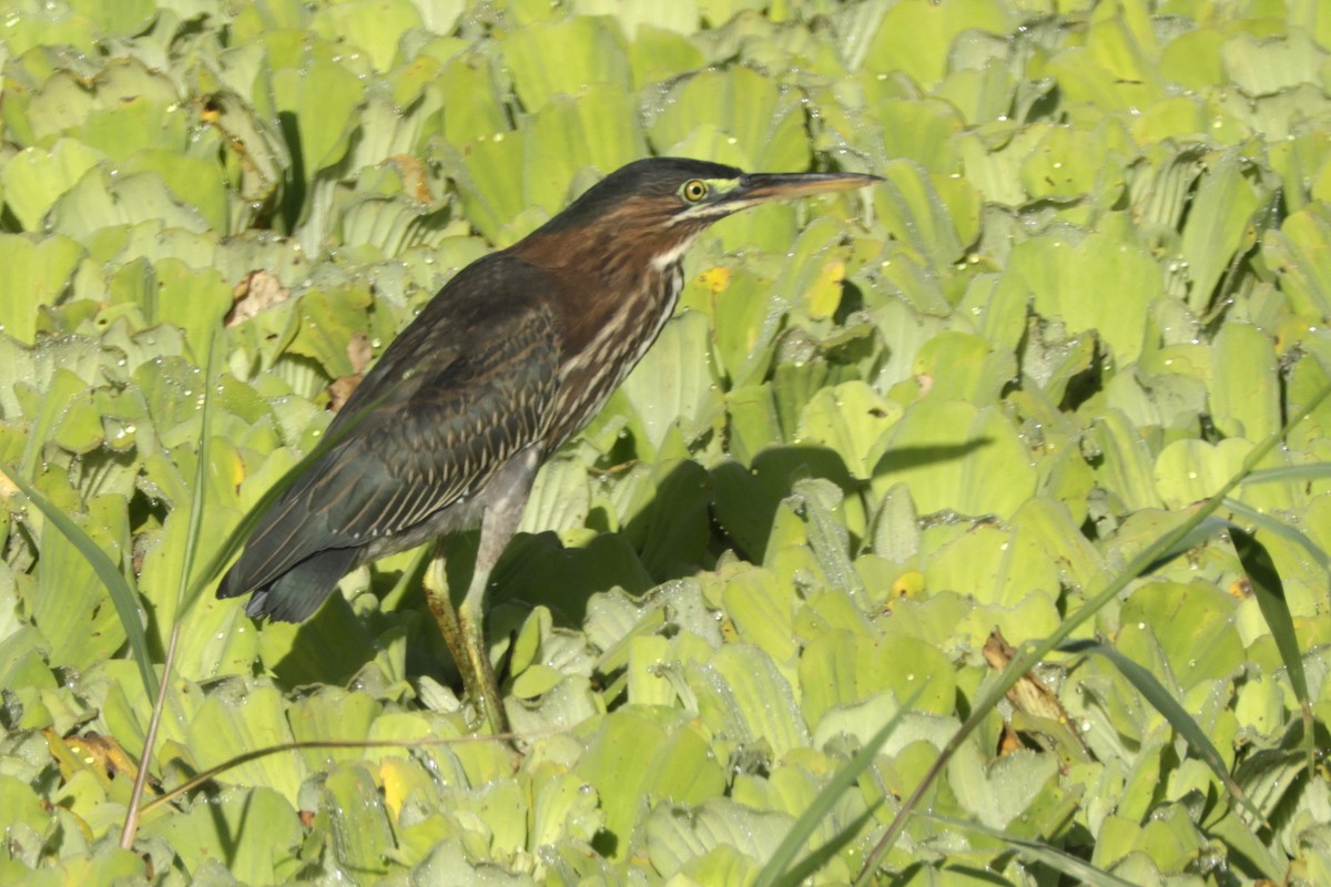 Green Heron - ML645006525