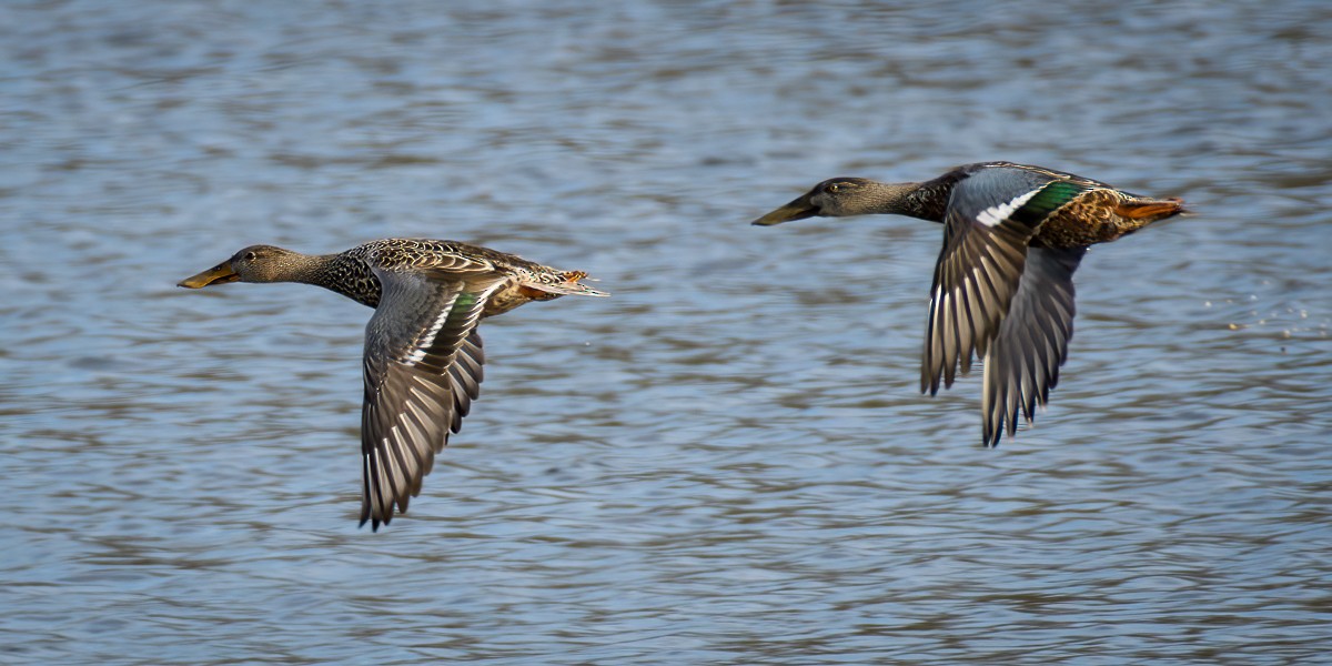 Ahate mokozabal zuria - ML645006530