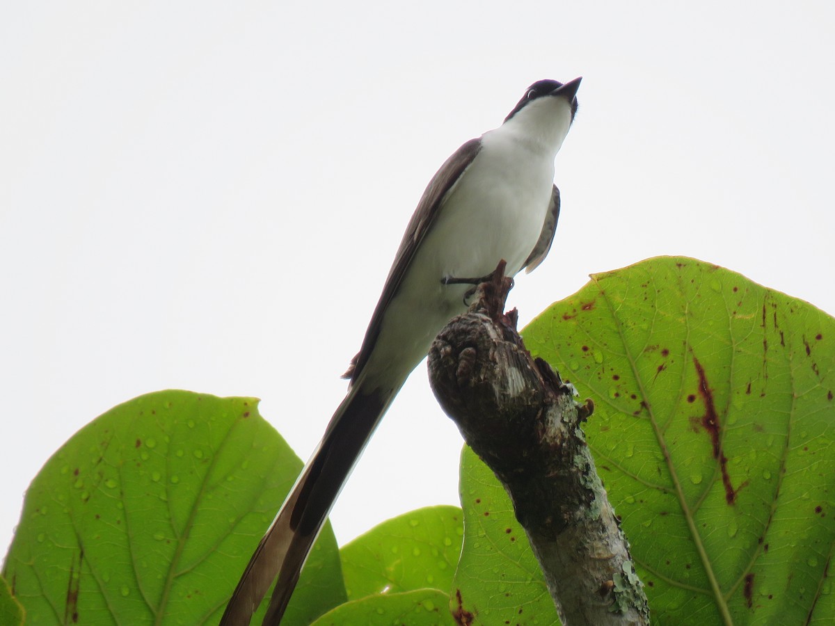 Fork-tailed Flycatcher - ML645006543
