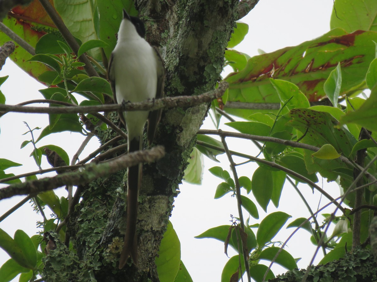 Fork-tailed Flycatcher - ML645006545