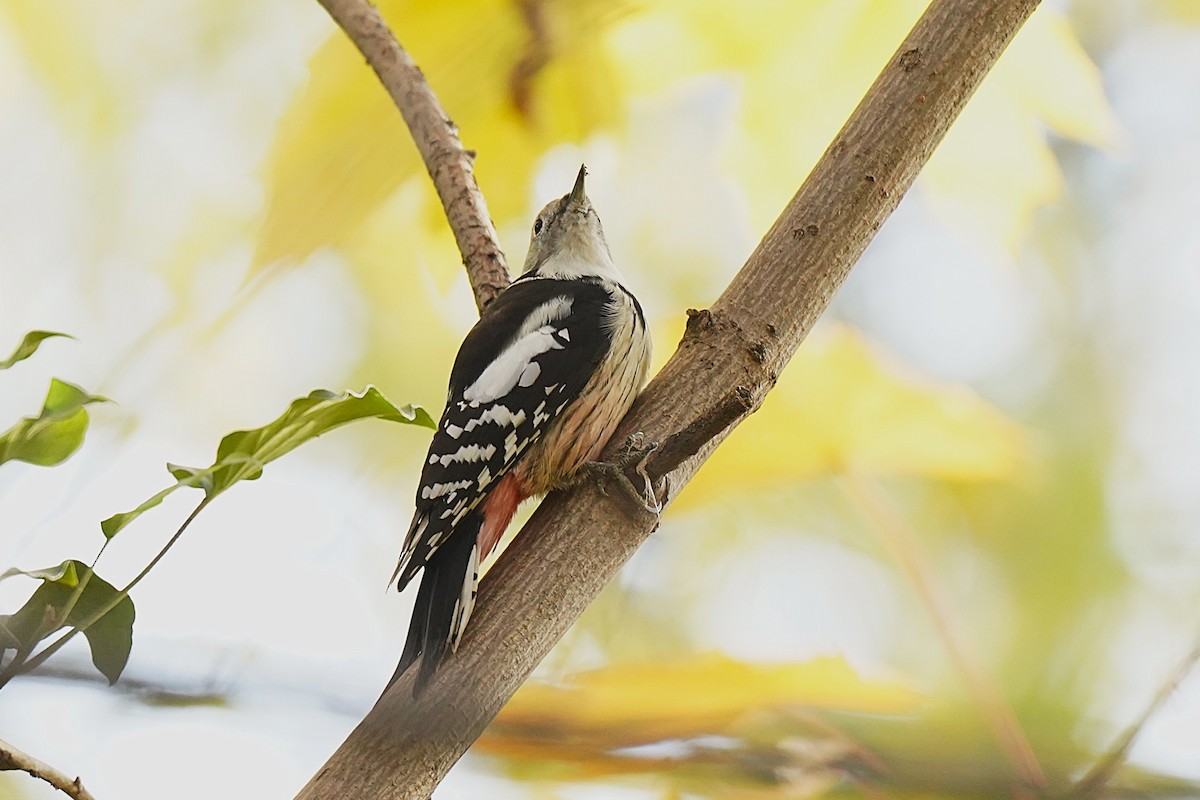 strakapoud prostřední - ML645006549