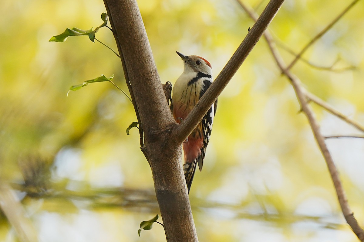 strakapoud prostřední - ML645006550