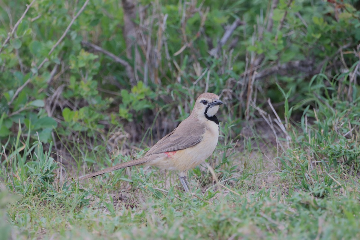 Rosy-patched Bushshrike - ML645006552