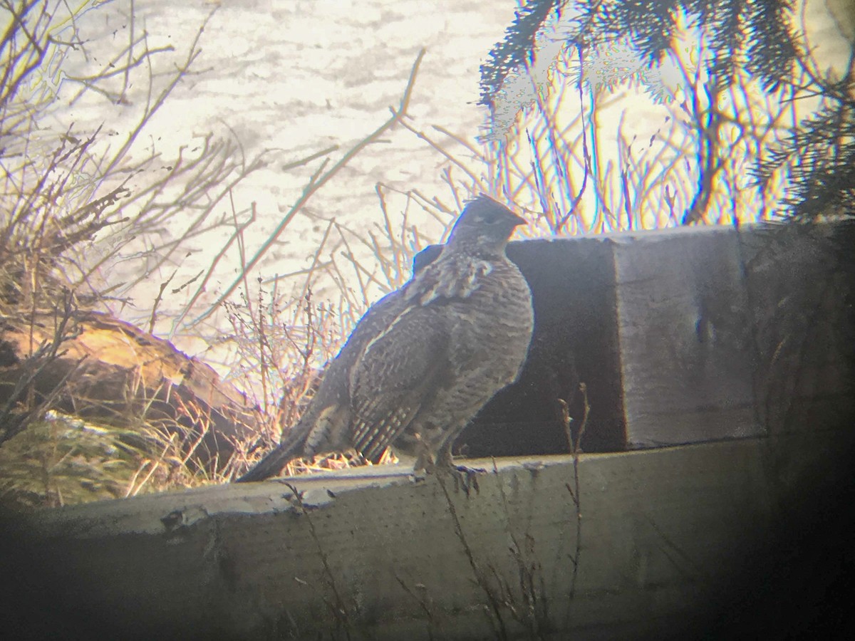 Ruffed Grouse - ML645006555