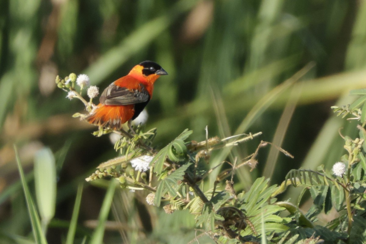 Northern Red Bishop - ML645006556