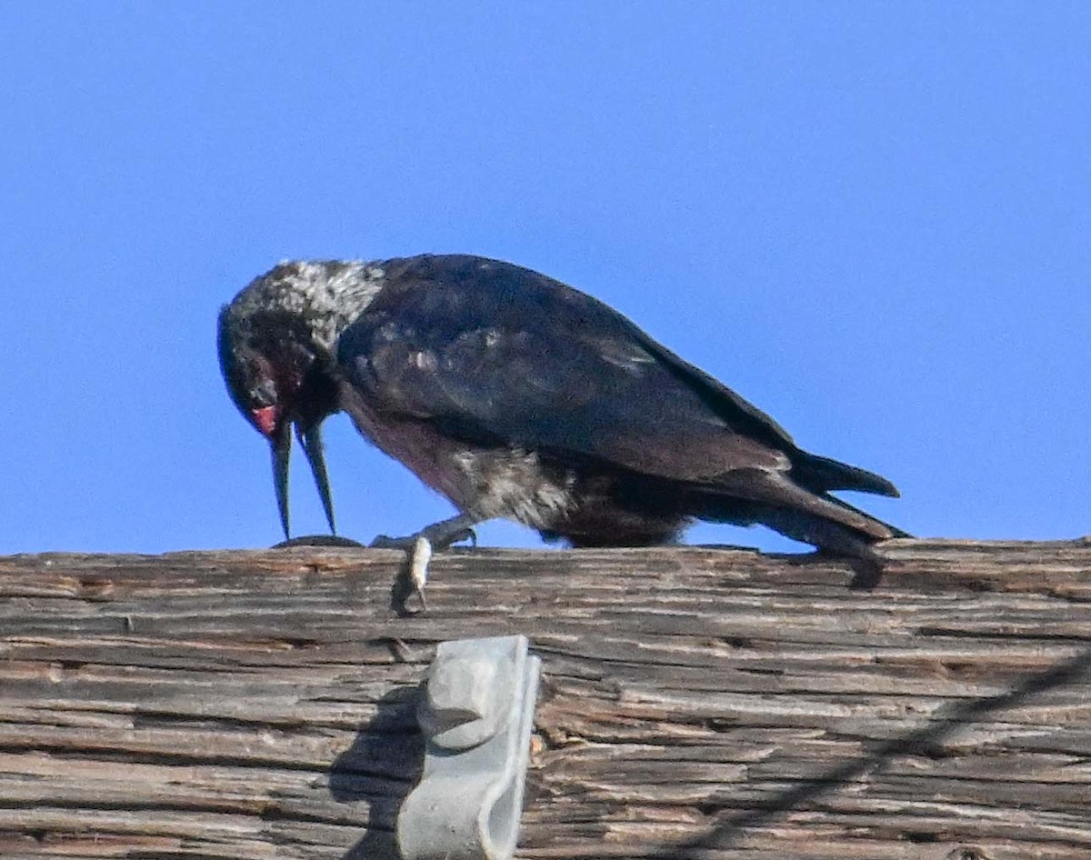 Lewis's Woodpecker - ML645006559