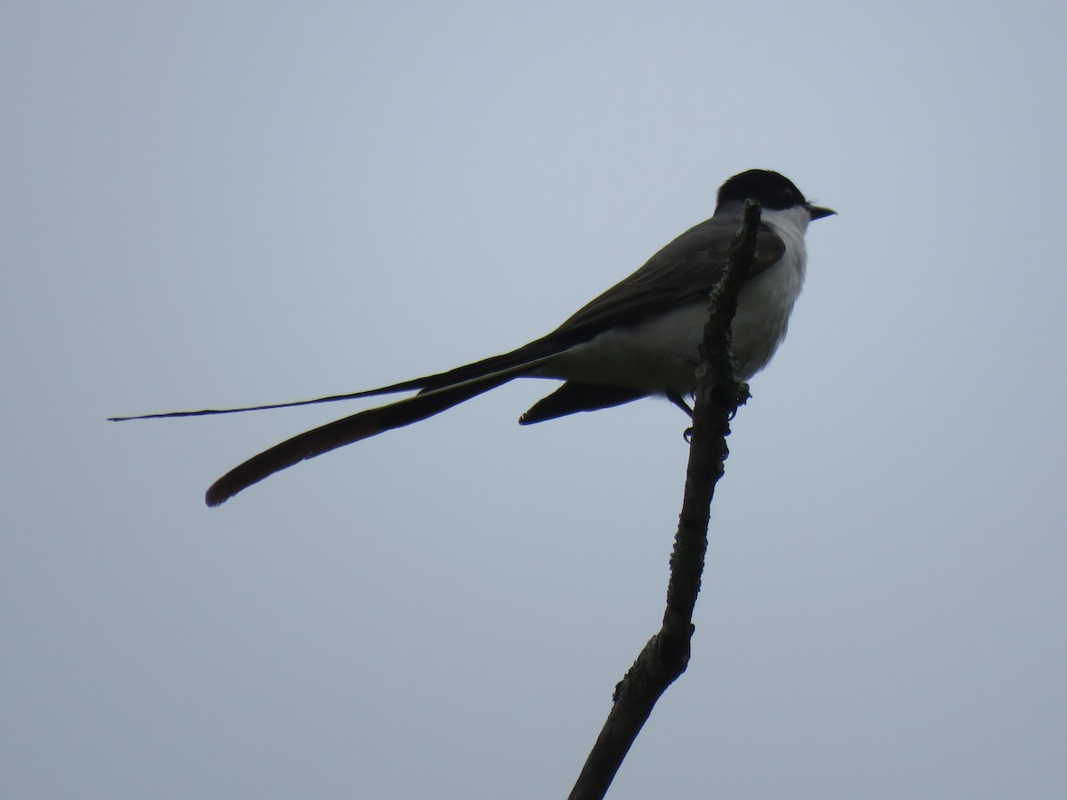 Fork-tailed Flycatcher - ML645006565