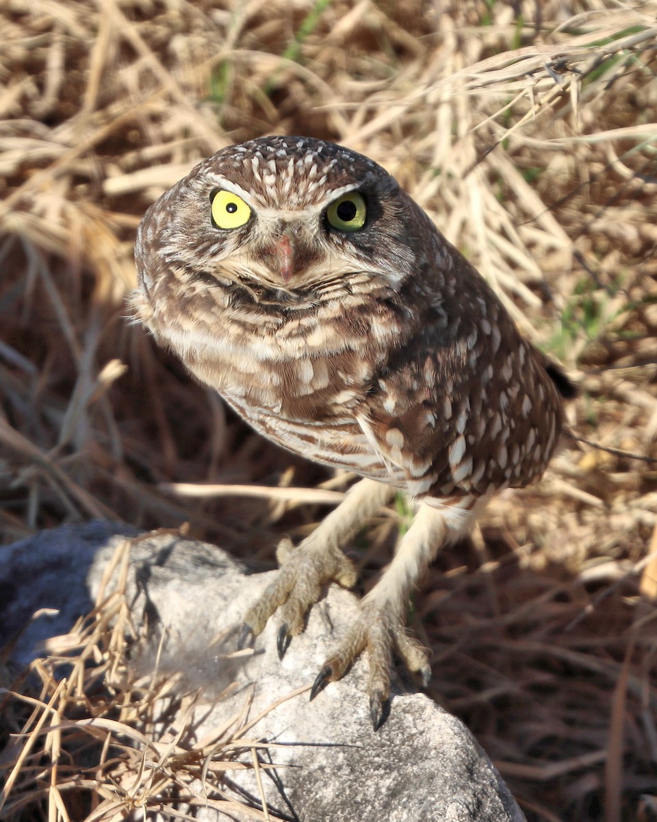 Burrowing Owl - ML645006570