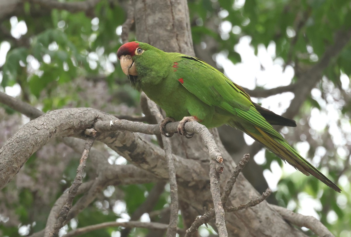 Cordilleran Parakeet - ML645006575