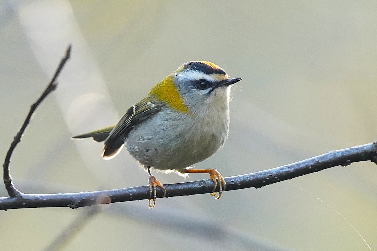 králíček ohnivý - ML645006579