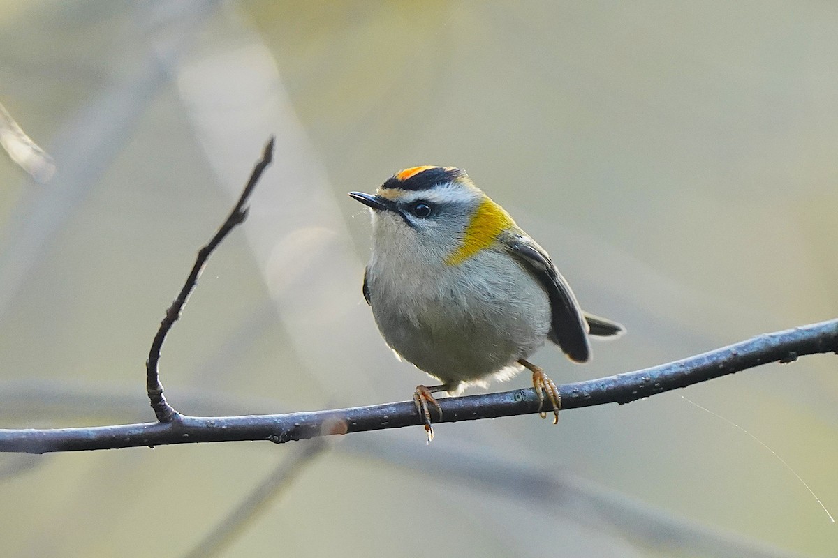 králíček ohnivý - ML645006580