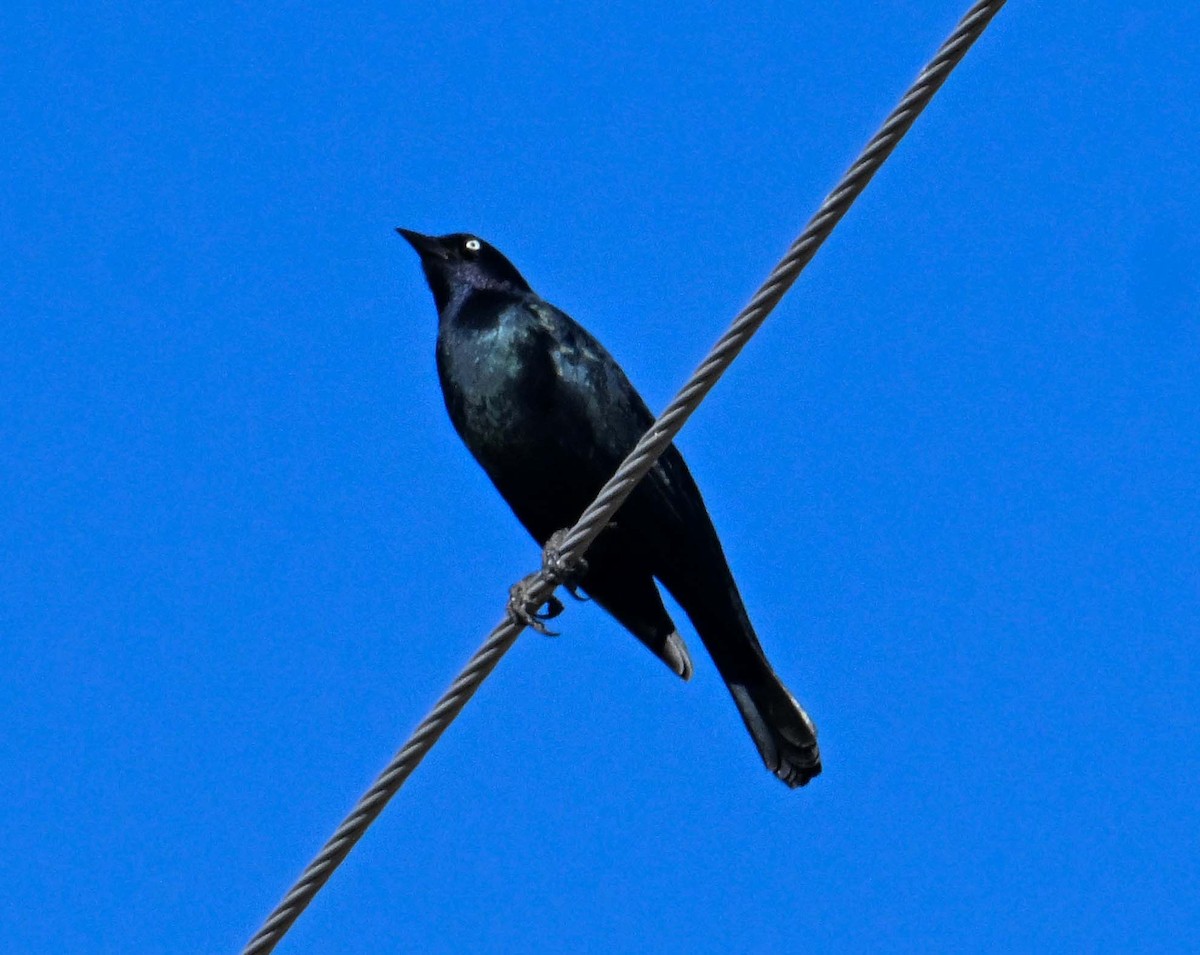 Brewer's Blackbird - ML645006586