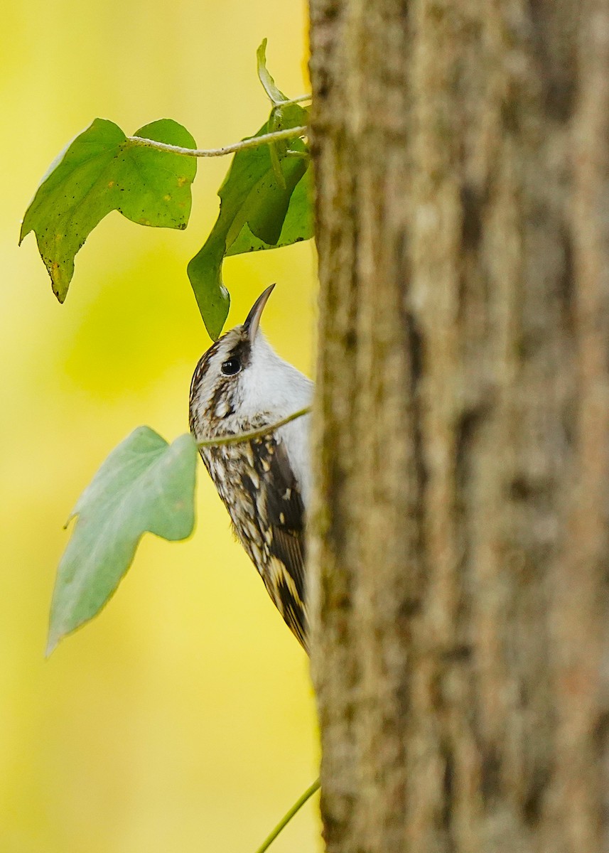 šoupálek dlouhoprstý - ML645006587