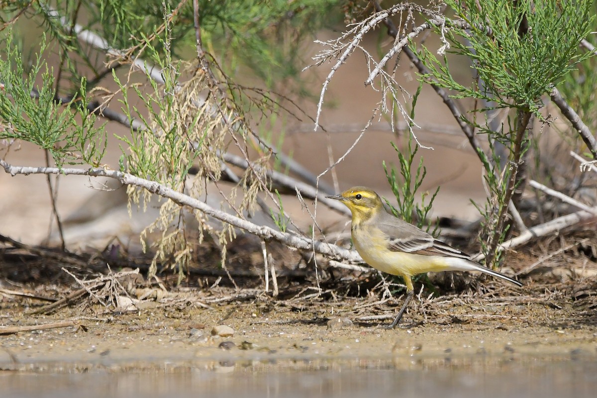 黃頭鶺鴒 - ML645006590