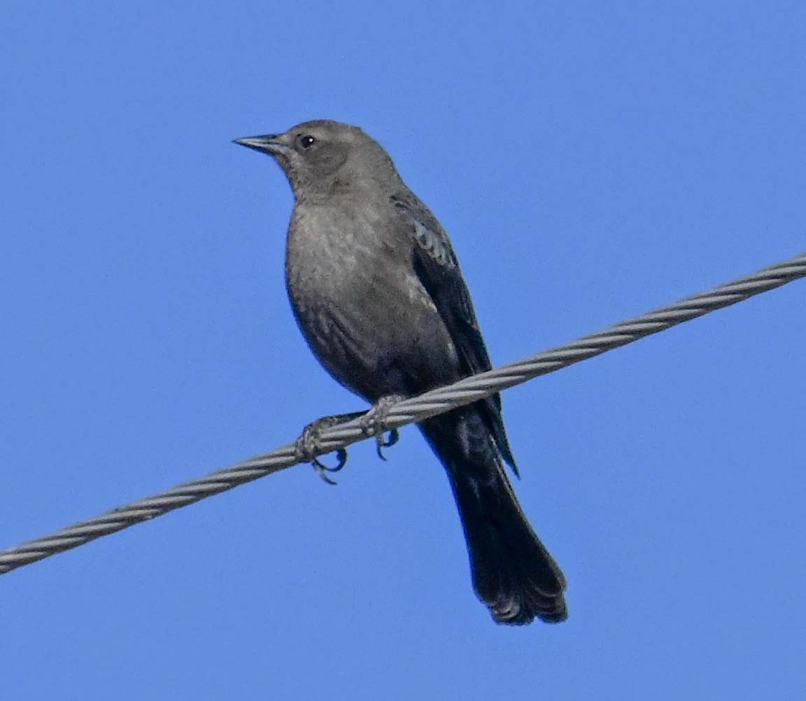 Brewer's Blackbird - ML645006595