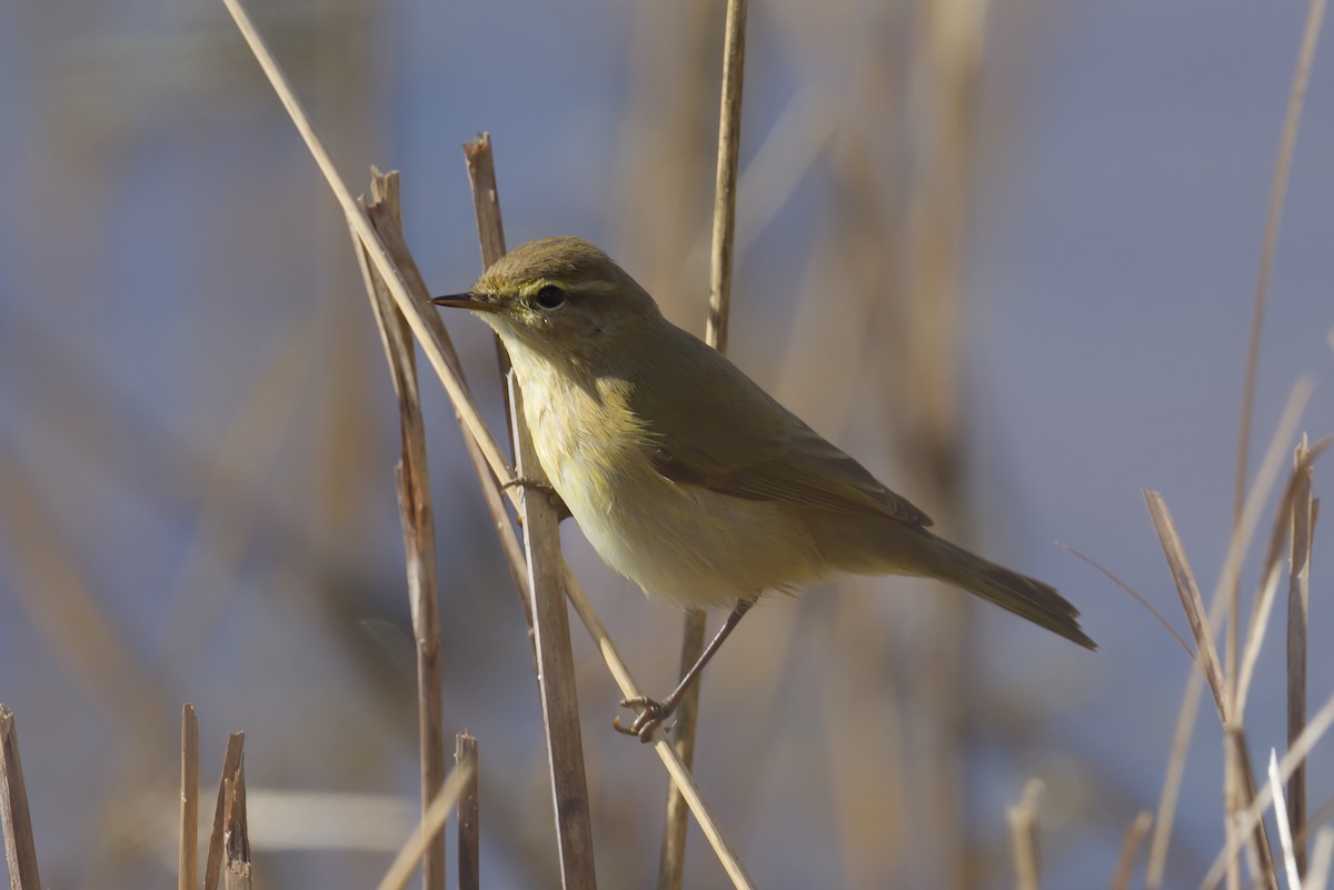 チフチャフ - ML645006597