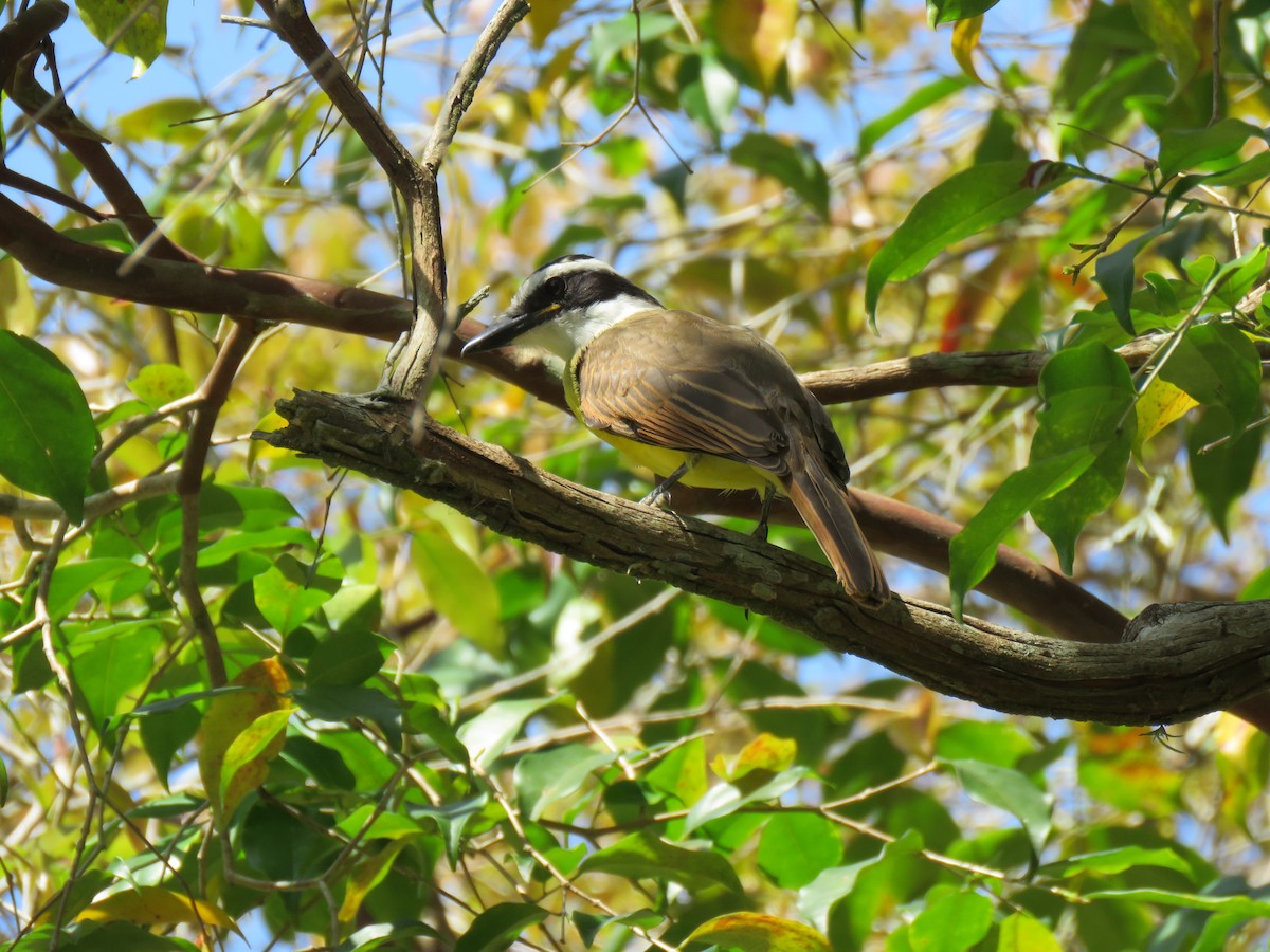 Great Kiskadee - ML645006600