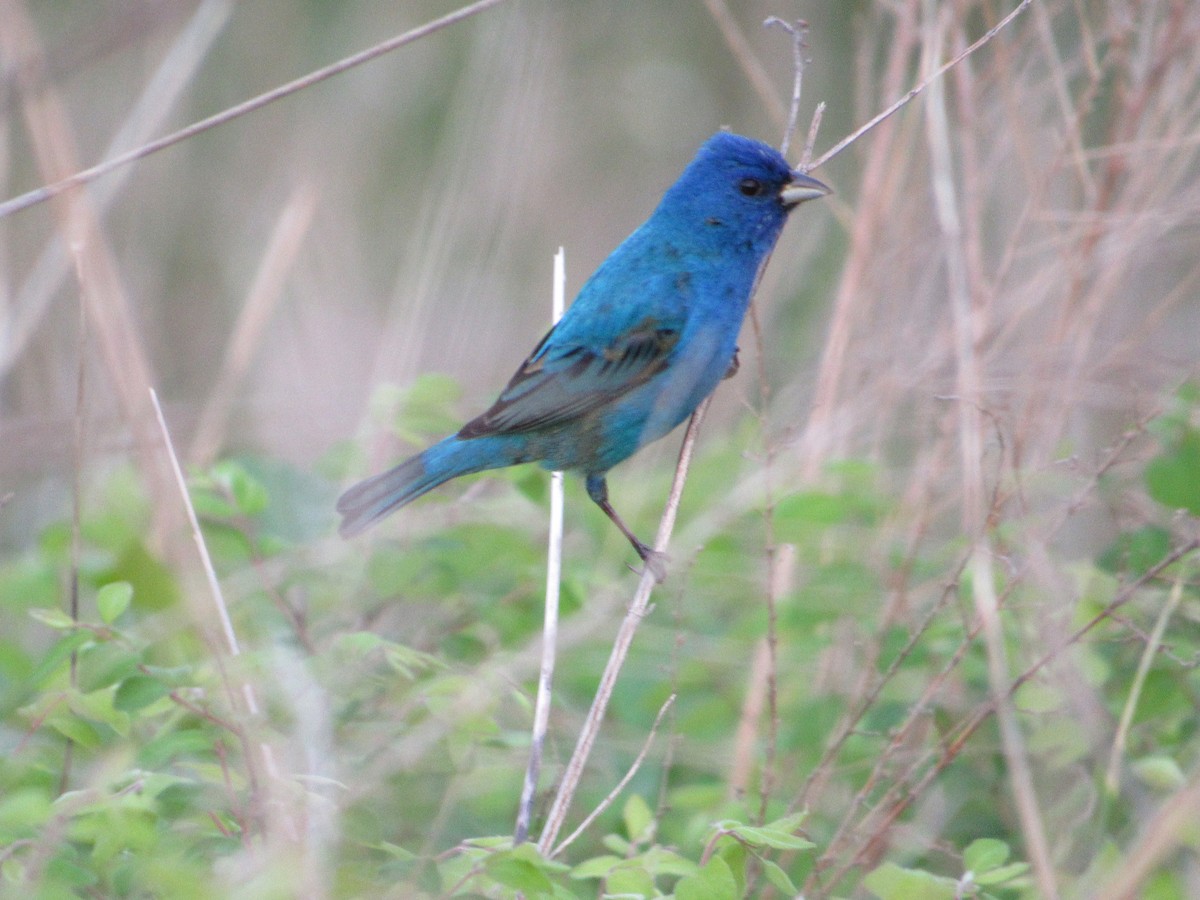 Passerin indigo - ML645006603