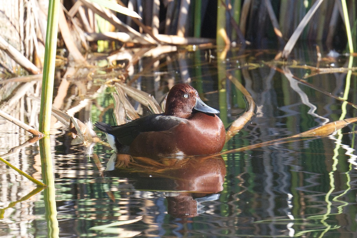 メジロガモ - ML645006637