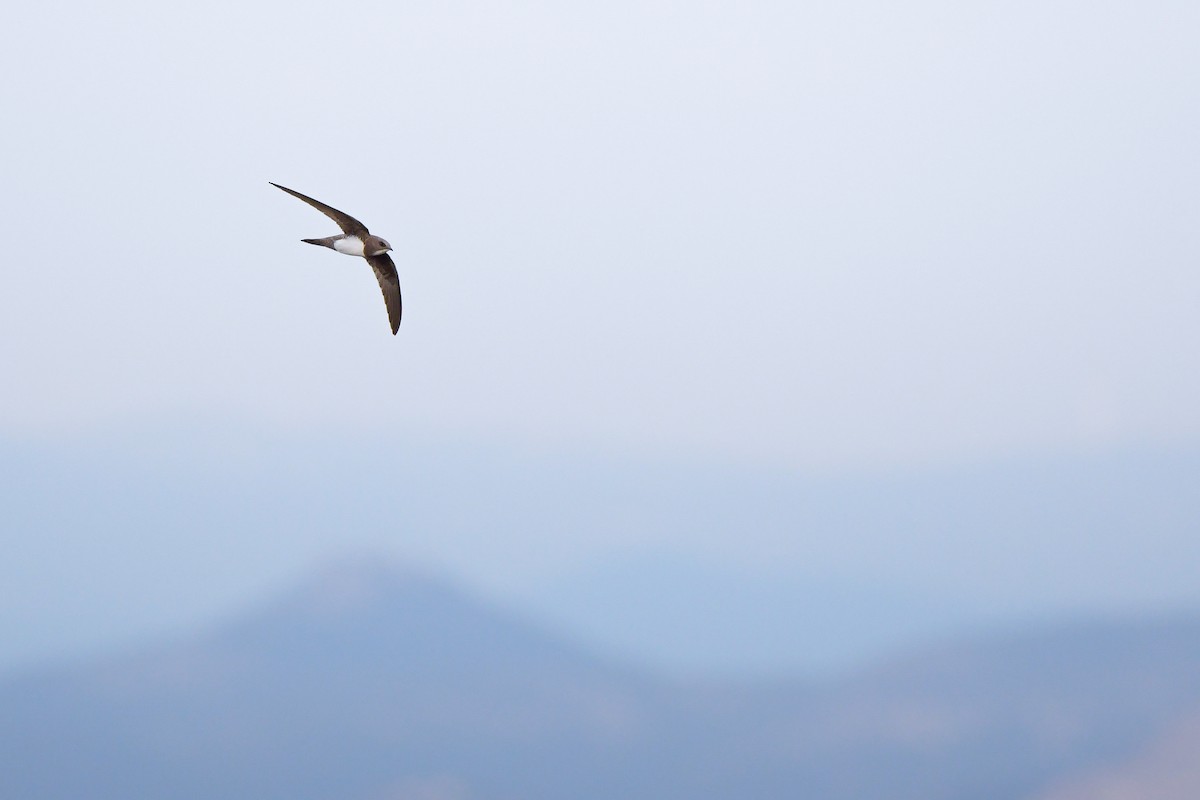 Alpine Swift - ML645006642