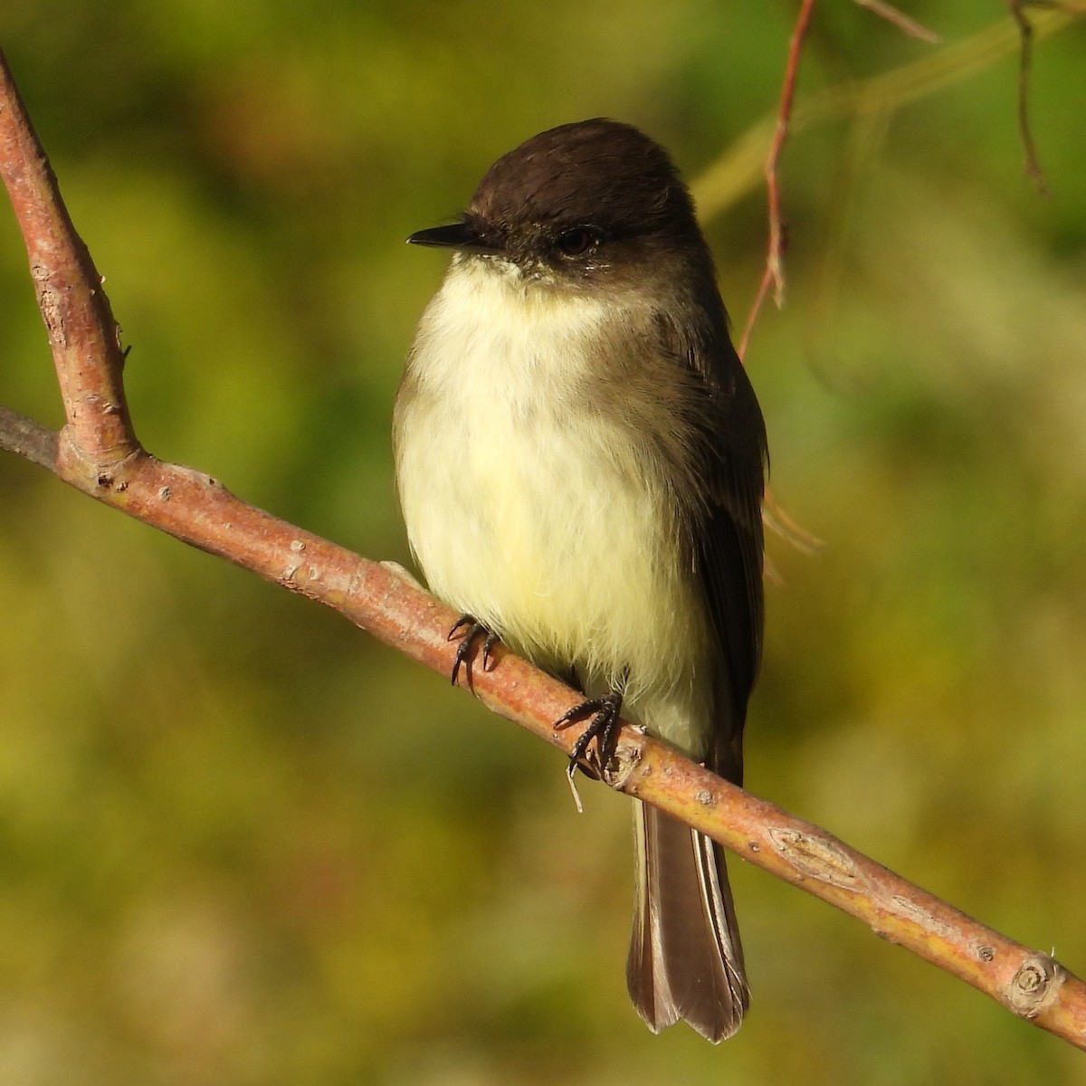Eastern Phoebe - ML645006645