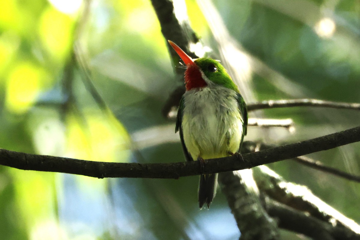 Puerto Rican Tody - ML645006647