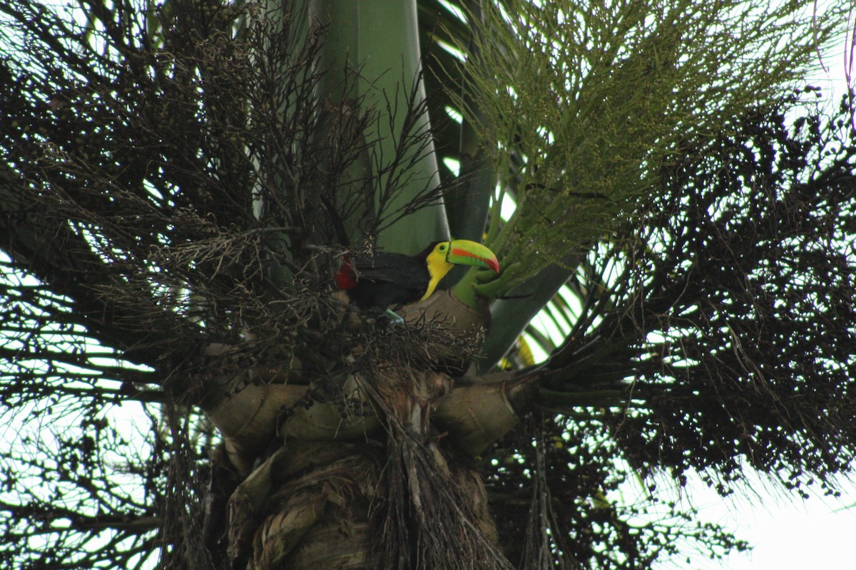 tukan středoamerický - ML645006654