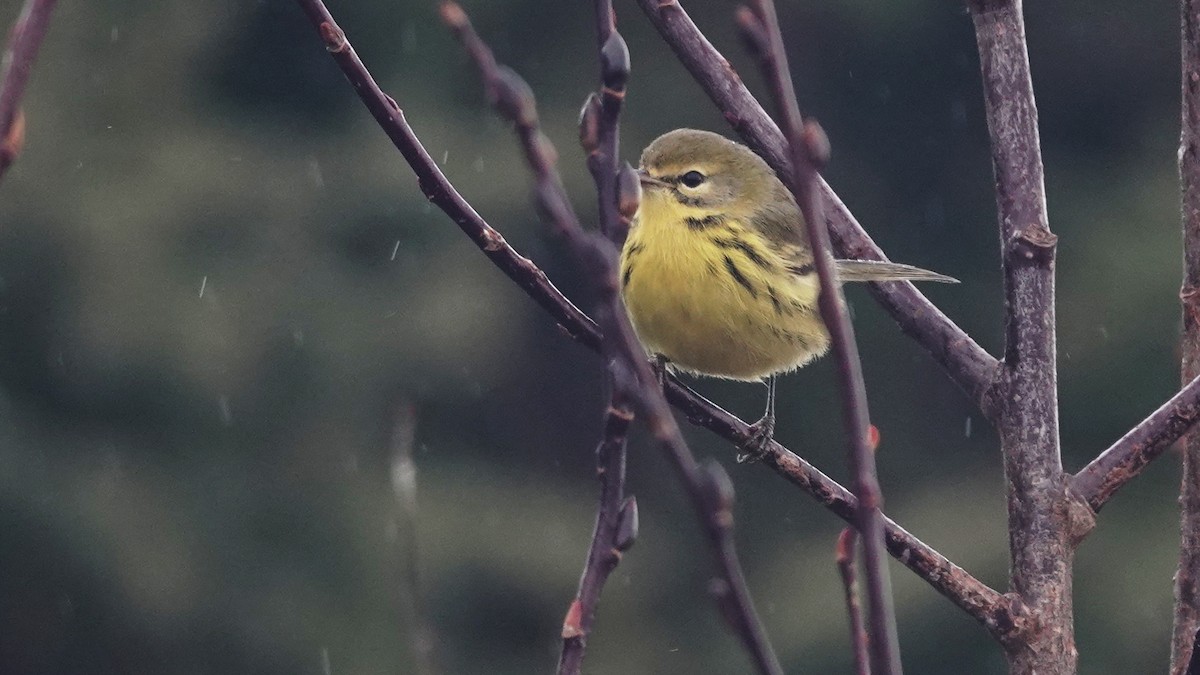 Prairie Warbler - ML645006660