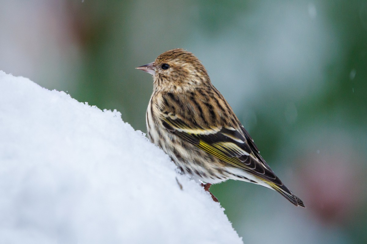 Pine Siskin - Brad Reinhardt