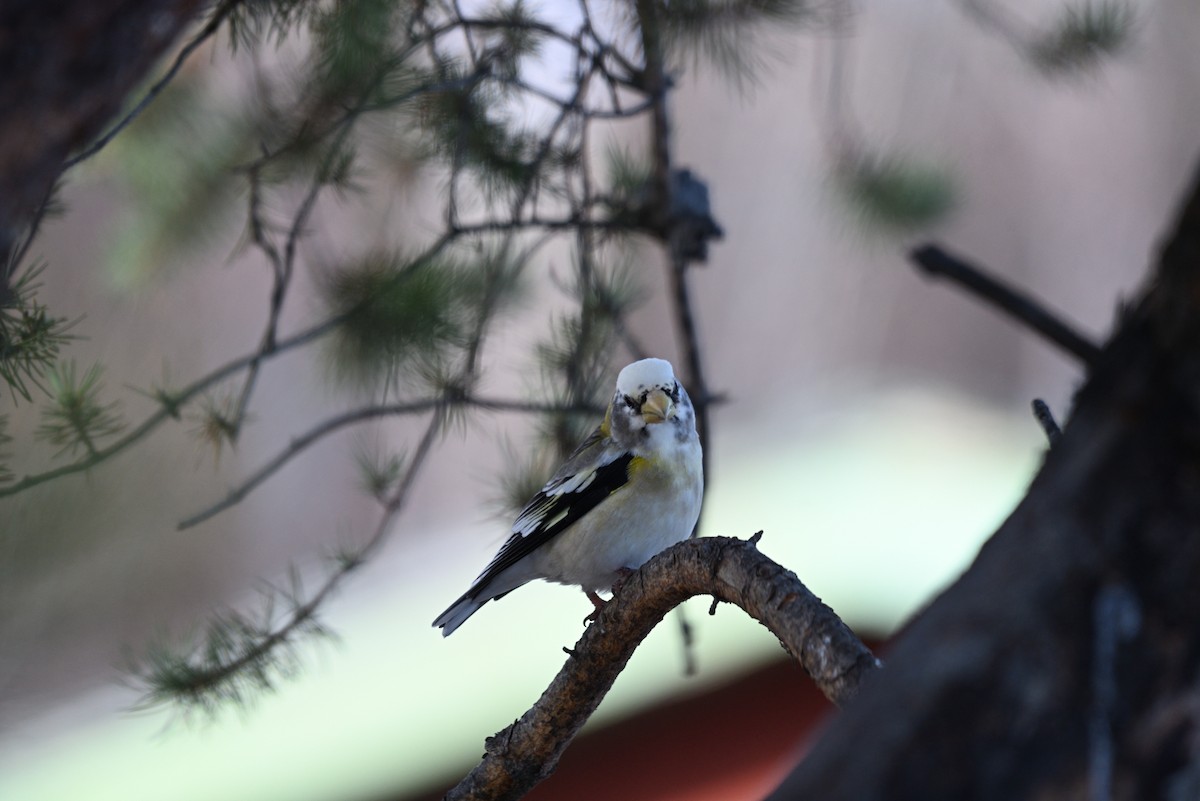Evening Grosbeak - ML645006697