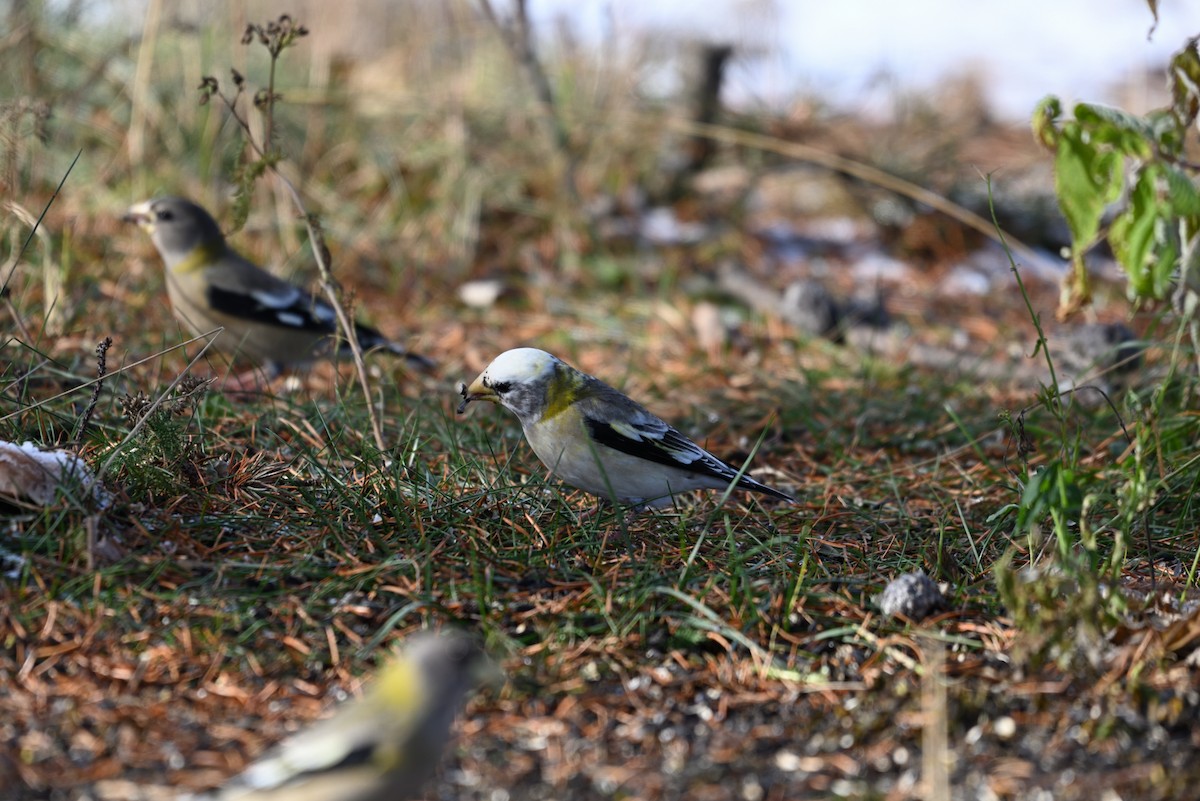 Evening Grosbeak - ML645006698