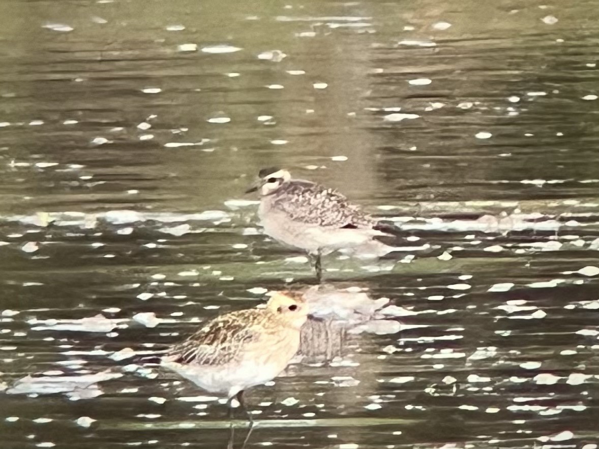 アメリカムナグロ - ML645006702