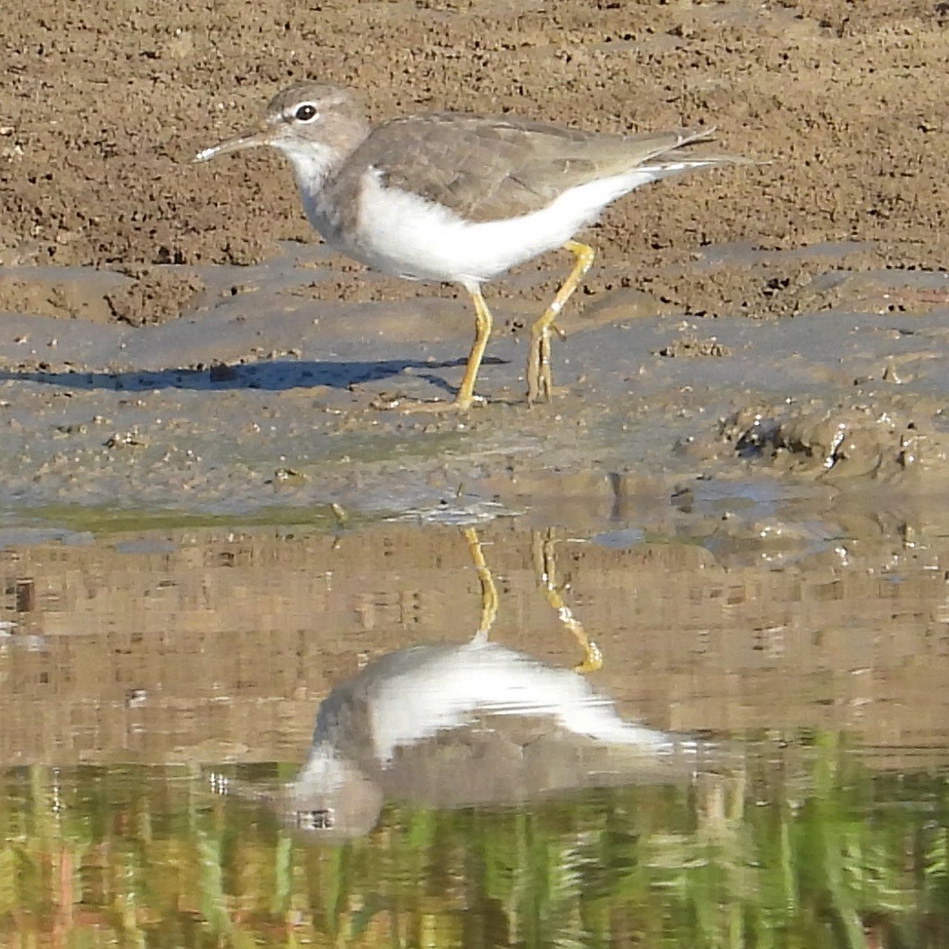 Spotted Sandpiper - ML645006714