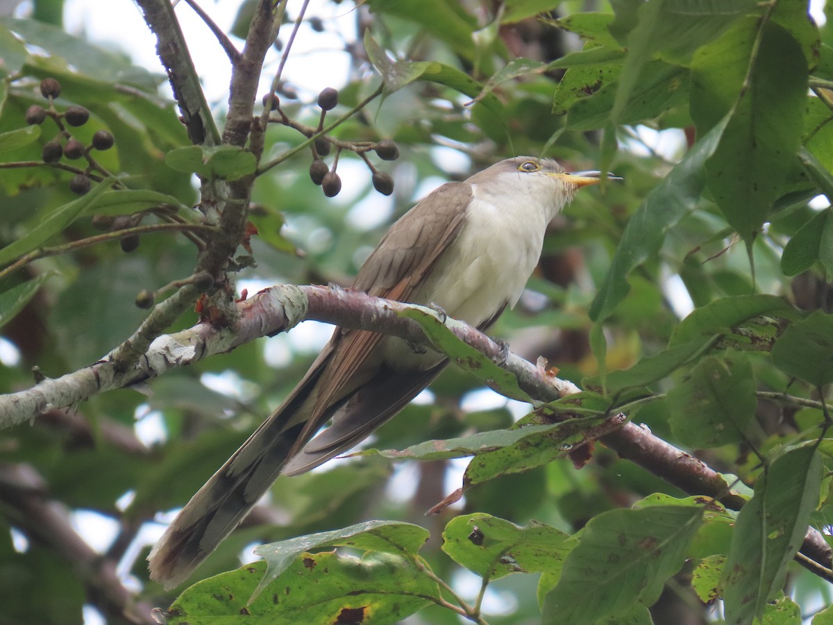 Yellow-billed Cuckoo - ML645006718