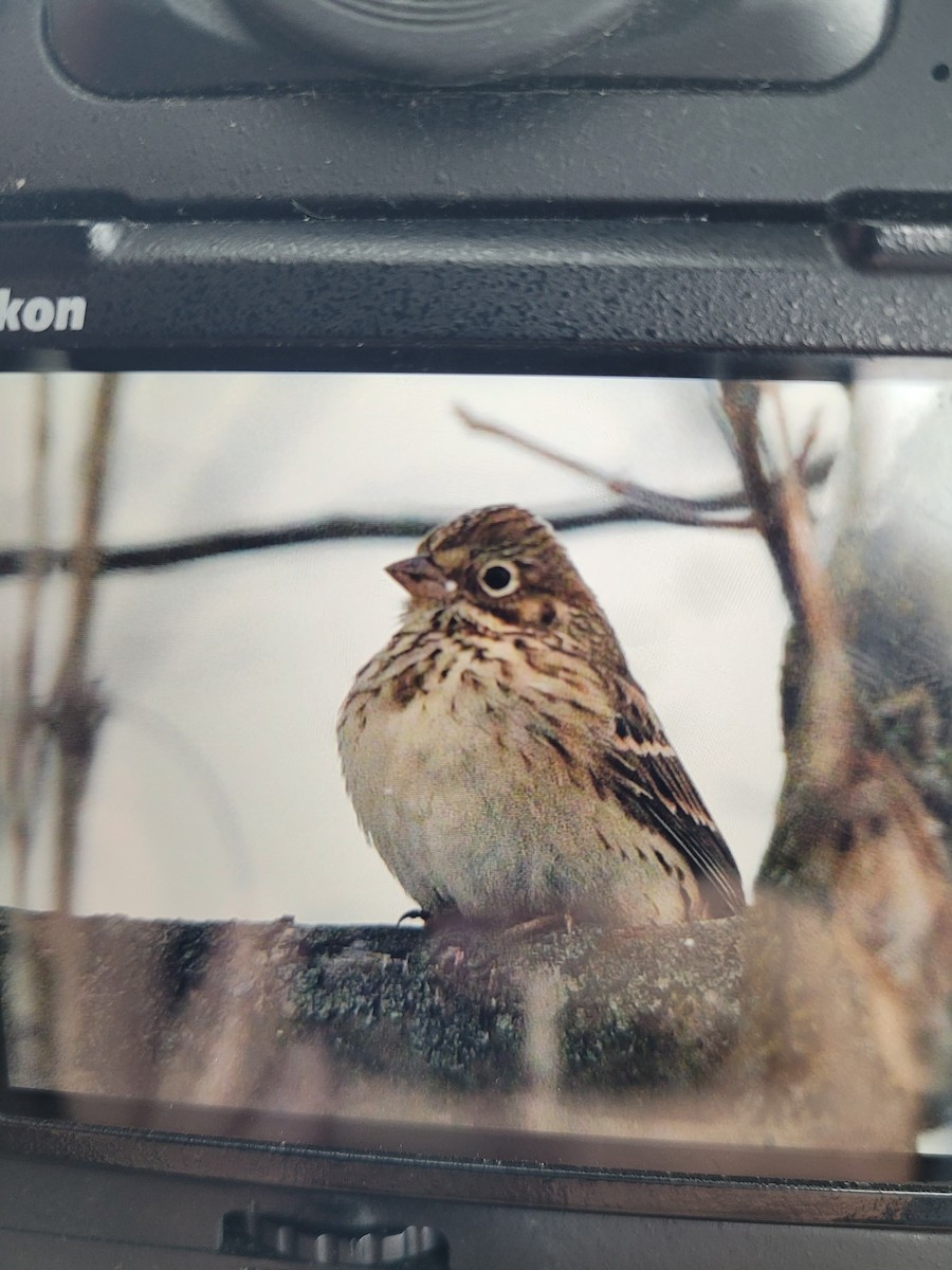 Vesper Sparrow - ML645006721