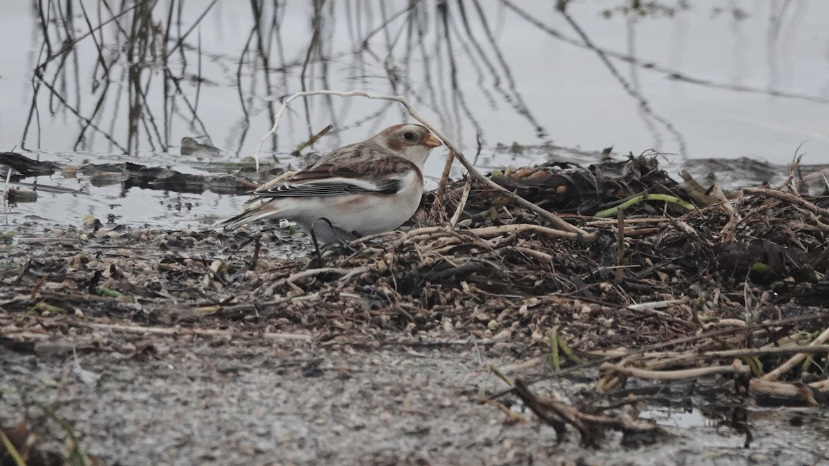 Zigolo delle nevi - ML645006730