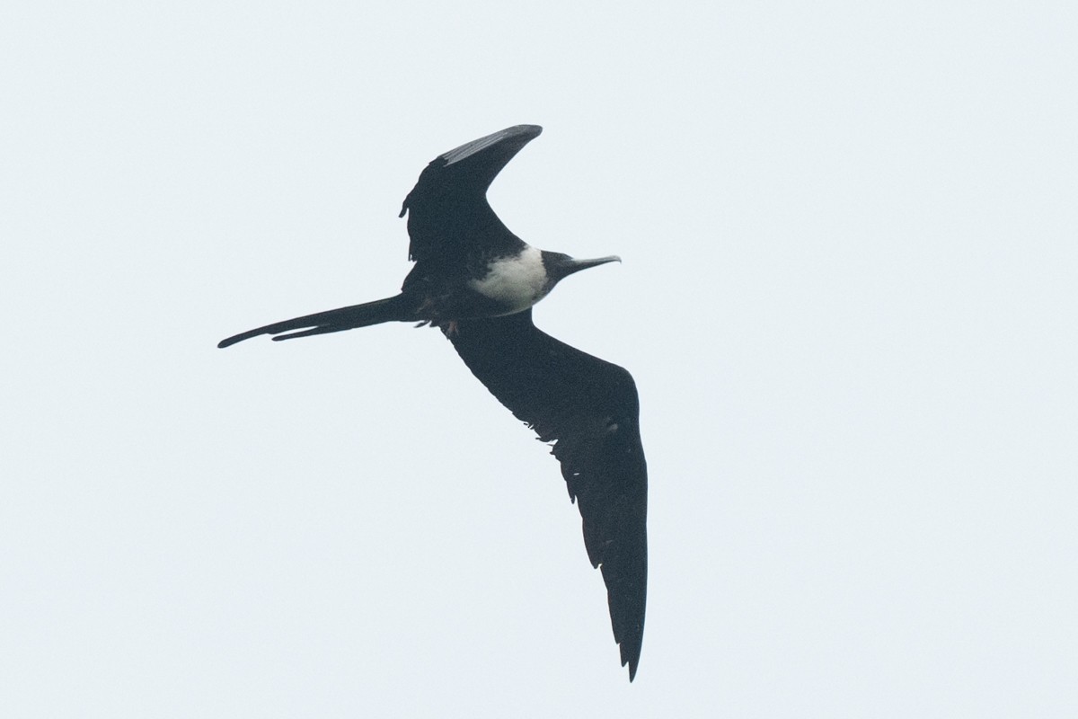 Magnificent Frigatebird - ML645006738
