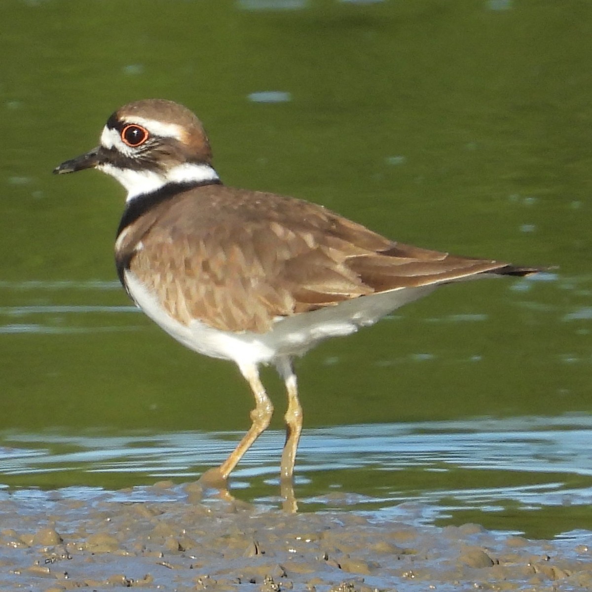 Killdeer - ML645006754