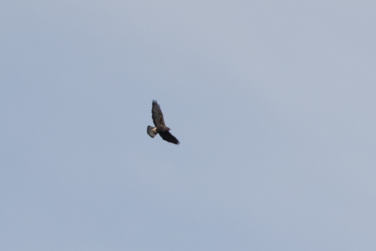 Свенсонов канюк - ML645006762