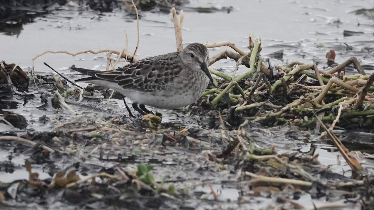 Gambecchio di Bonaparte - ML645006779