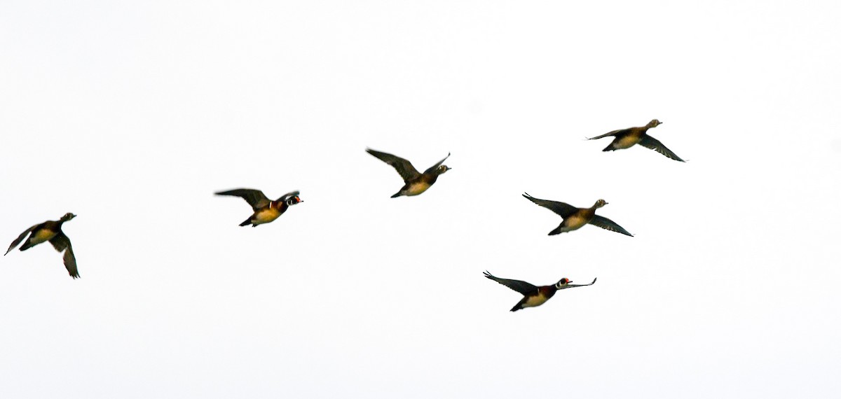 Wood Duck - ML645006784