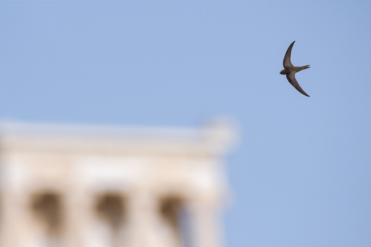 Common Swift - ML645006789