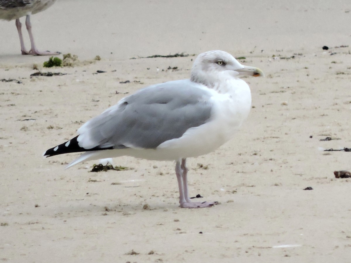 European Herring Gull - ML645006792