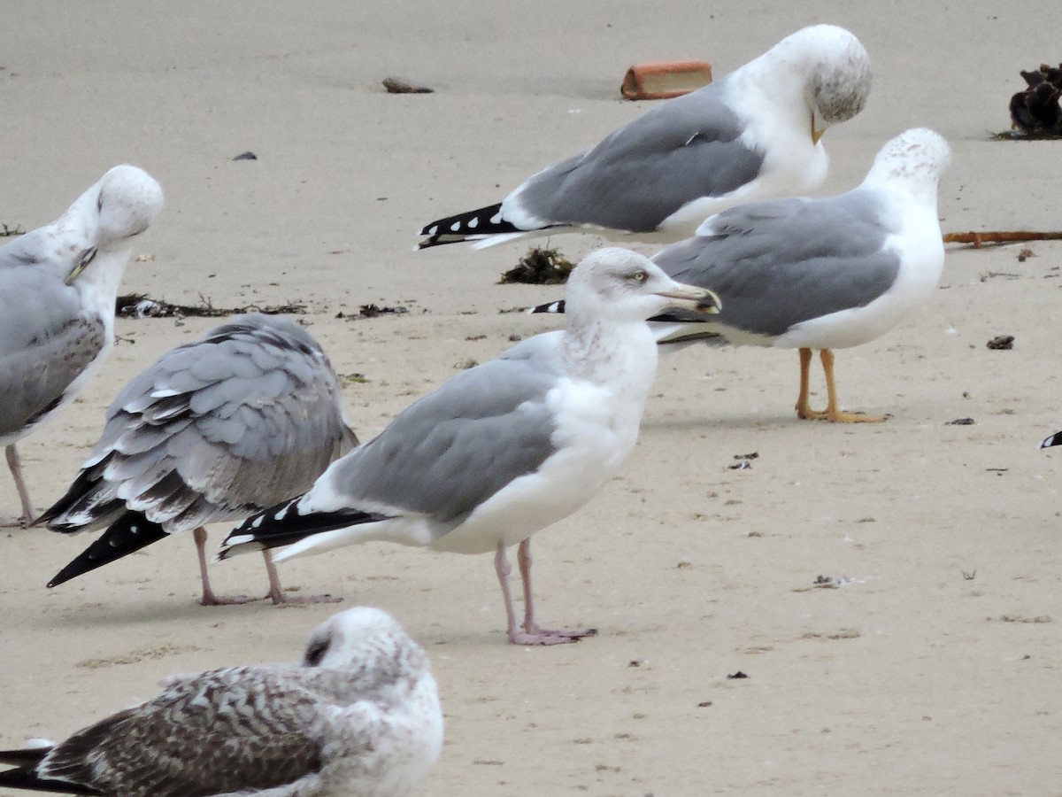 European Herring Gull - ML645006794
