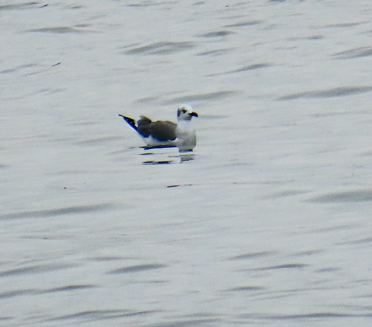 Laughing Gull - ML645006795