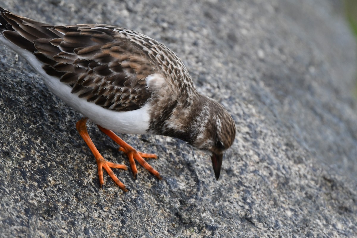 Ruddy Turnstone - ML645006797