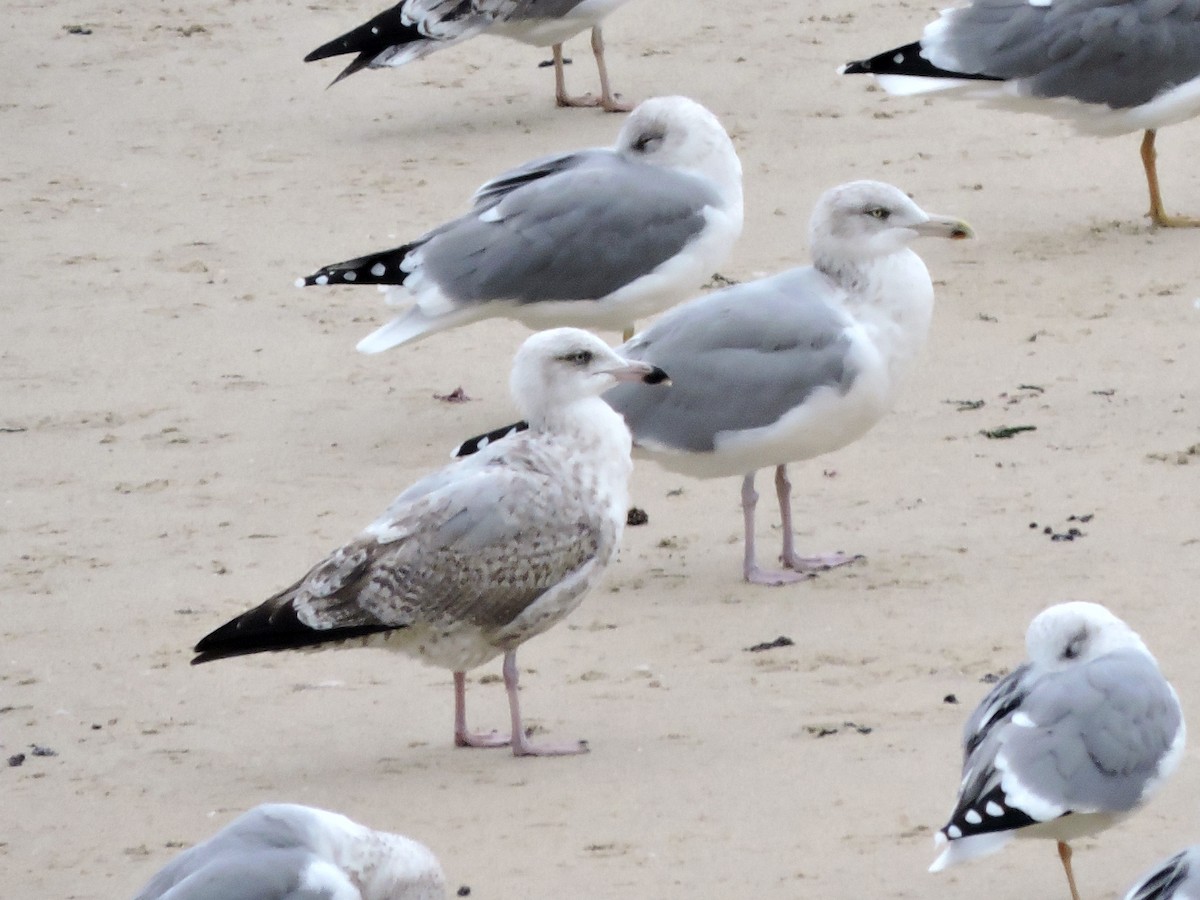 European Herring Gull - ML645006798