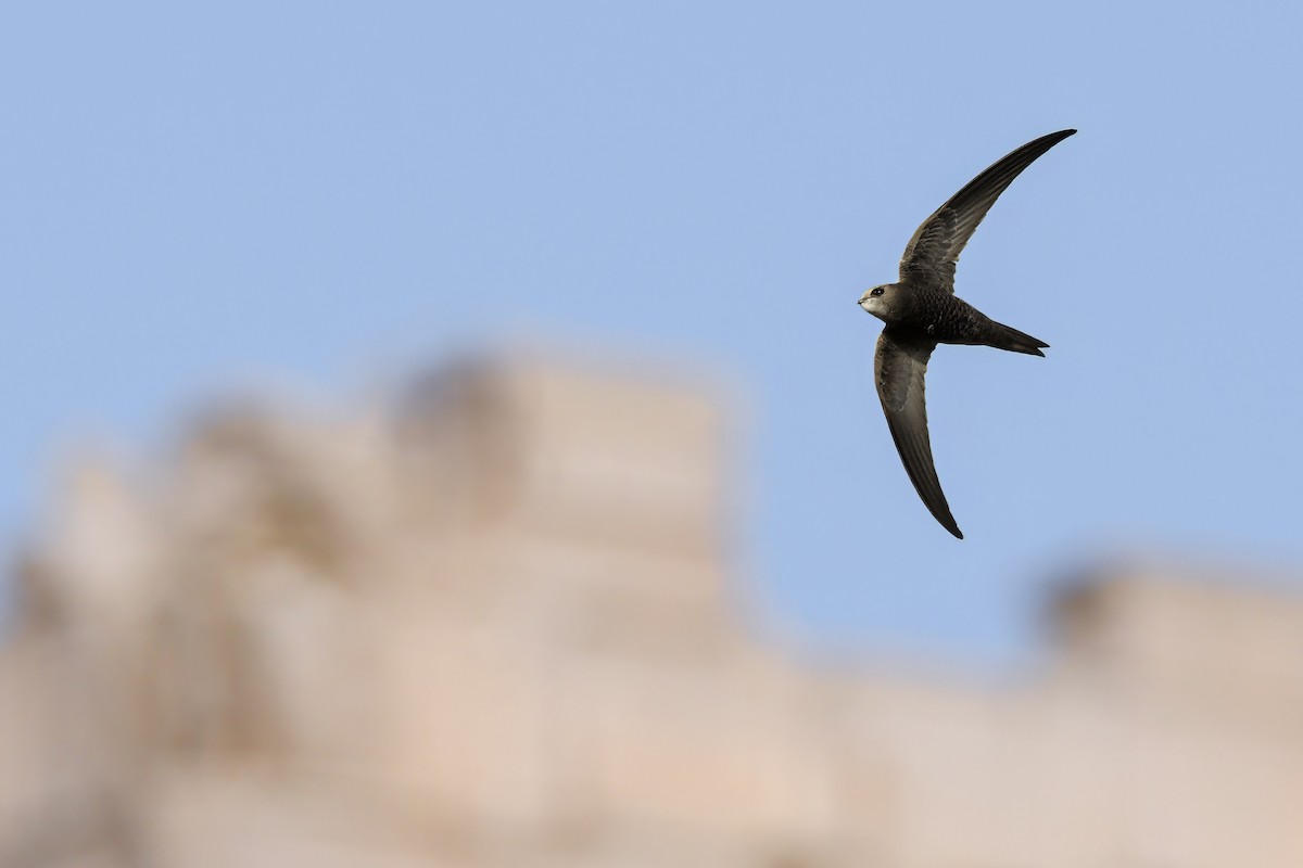 Common Swift - ML645006799