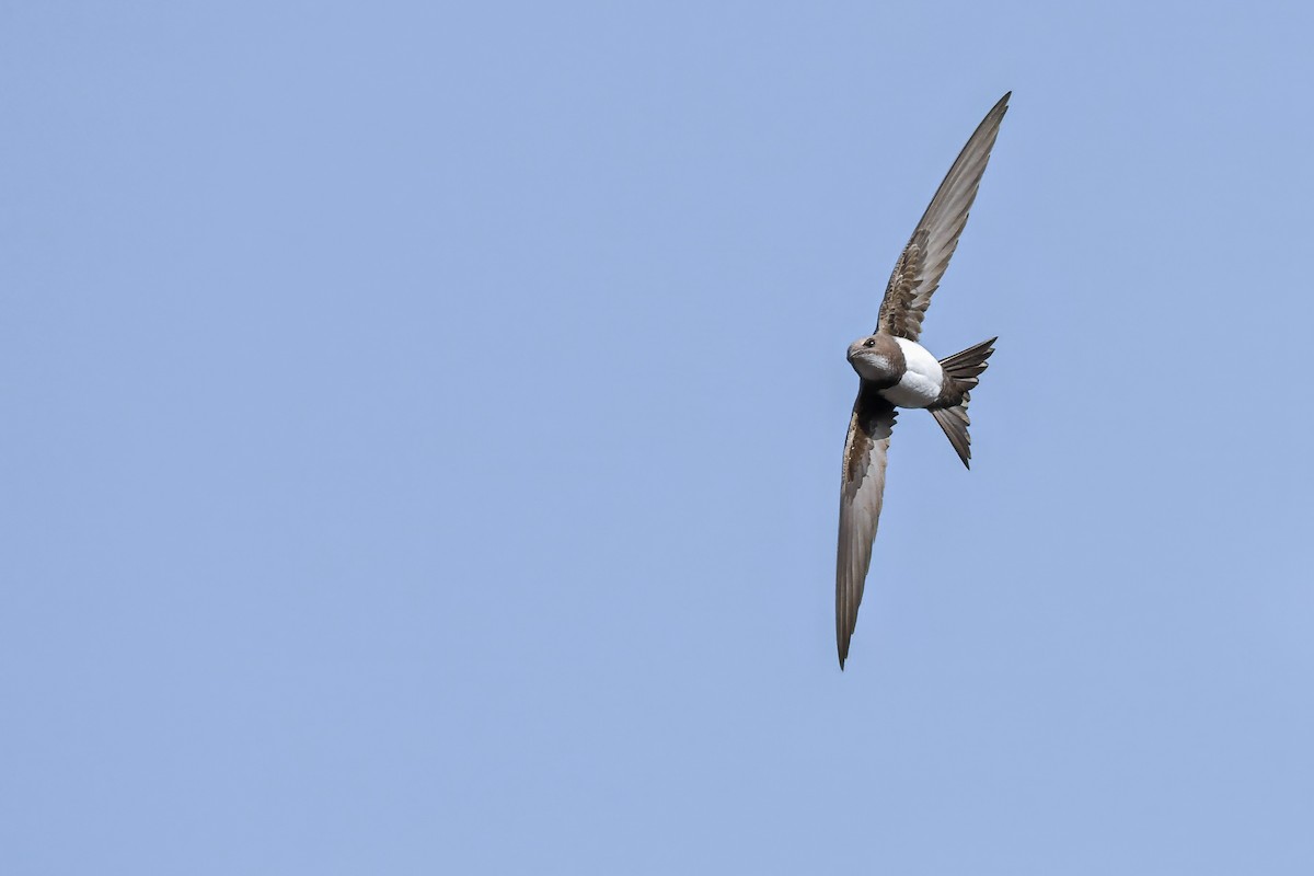 Alpine Swift - ML645006807
