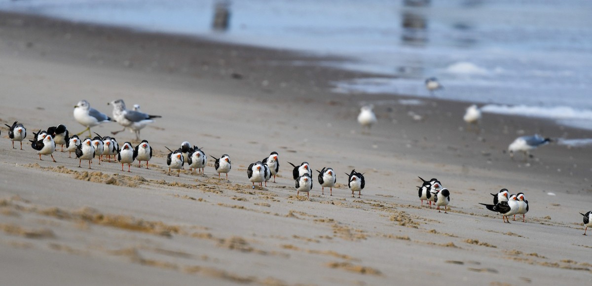 Black Skimmer - ML645006815